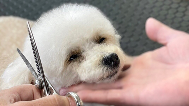 マイクロブラッシングケア